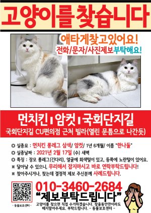 고양이를 찾습니다 전단지