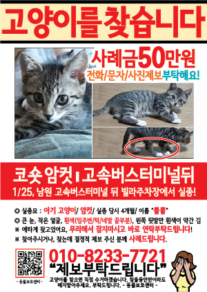 고양이를 찾습니다 전단지