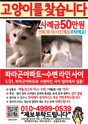 고양이를 찾습니다 전단지