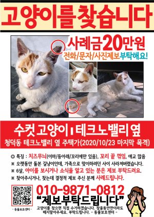 고양이를 찾습니다 전단지