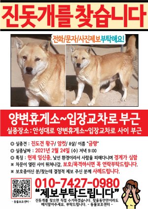 강아지를 찾습니다 전단지