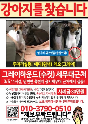 강아지를 찾습니다 전단지