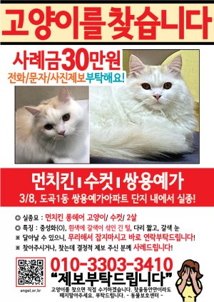 고양이를 찾습니다 전단지