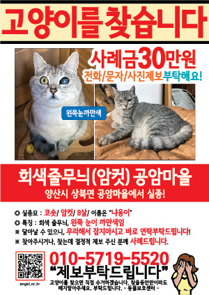 고양이를 찾습니다 전단지