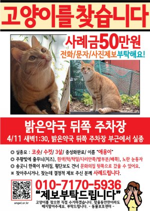 고양이를 찾습니다 전단지