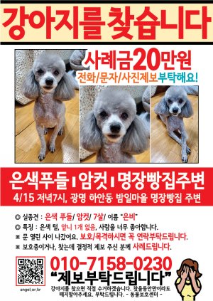 강아지를 찾습니다 전단지