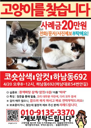 고양이를 찾습니다 전단지