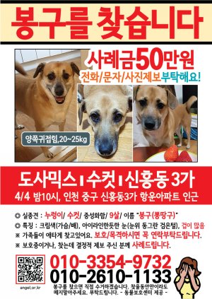 강아지를 찾습니다 전단지