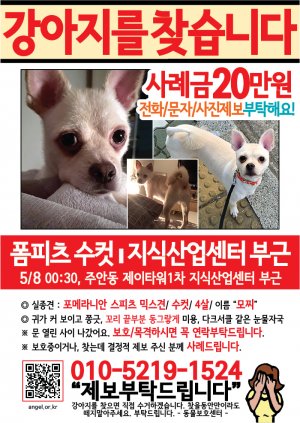 강아지를 찾습니다 전단지