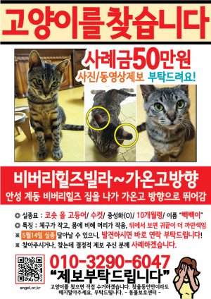 고양이를 찾습니다 전단지