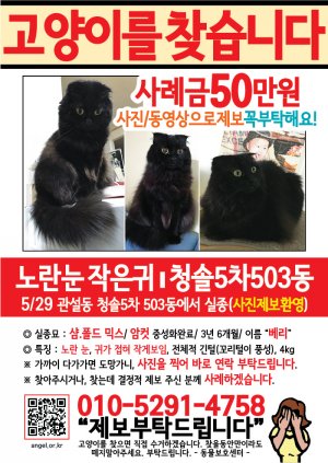 고양이를 찾습니다 전단지