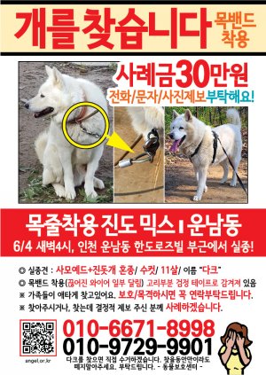 강아지를 찾습니다 전단지