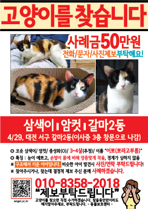 고양이를 찾습니다 전단지