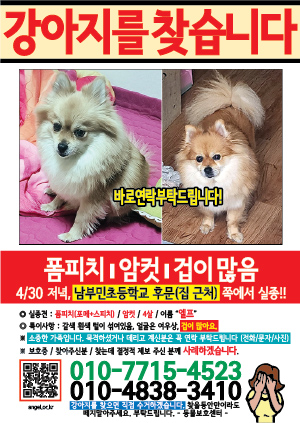 강아지를 찾습니다 전단지