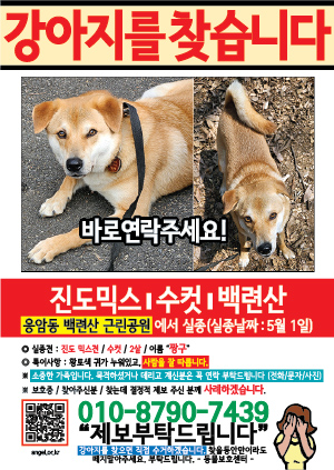 강아지를 찾습니다 전단지