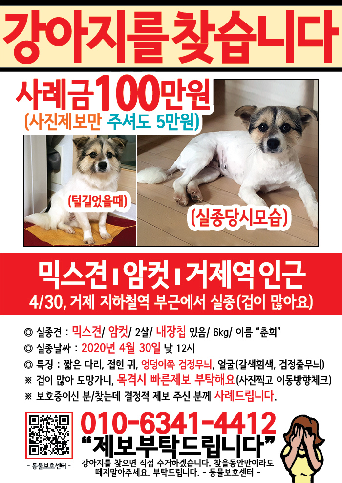 강아지 고양이 전단지