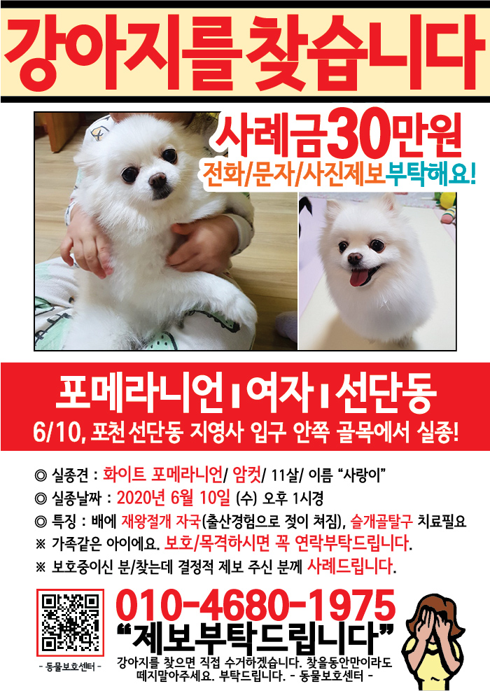 강아지 고양이 전단지