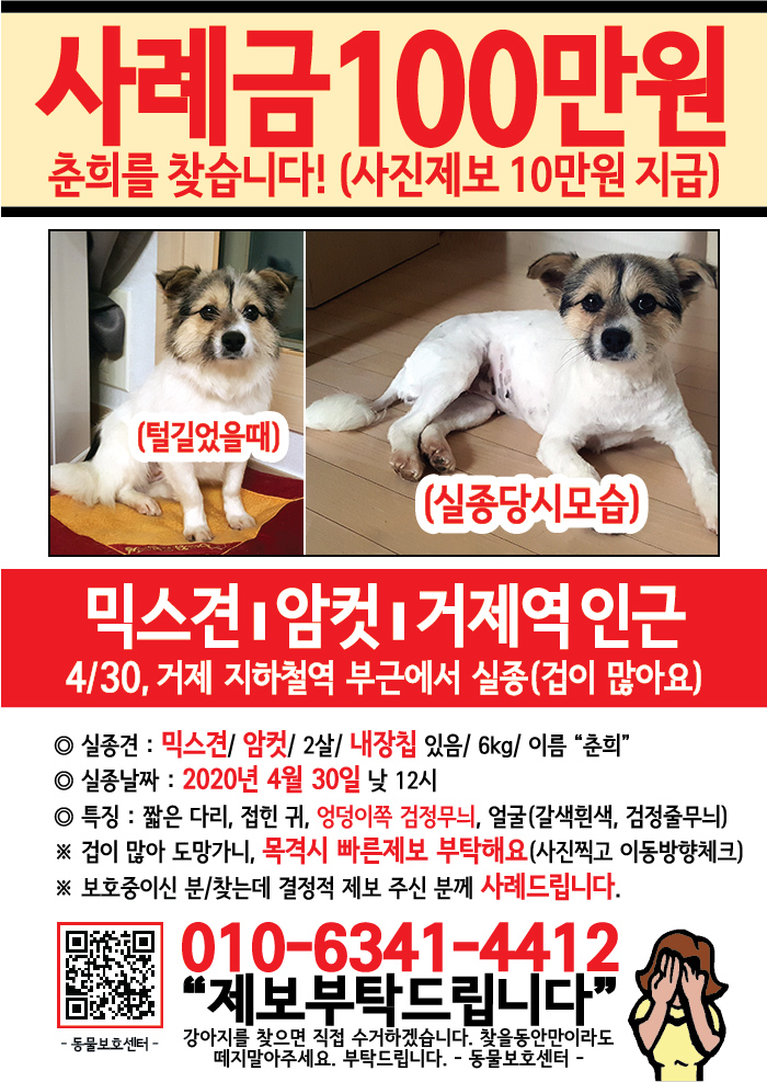 강아지 고양이 전단지