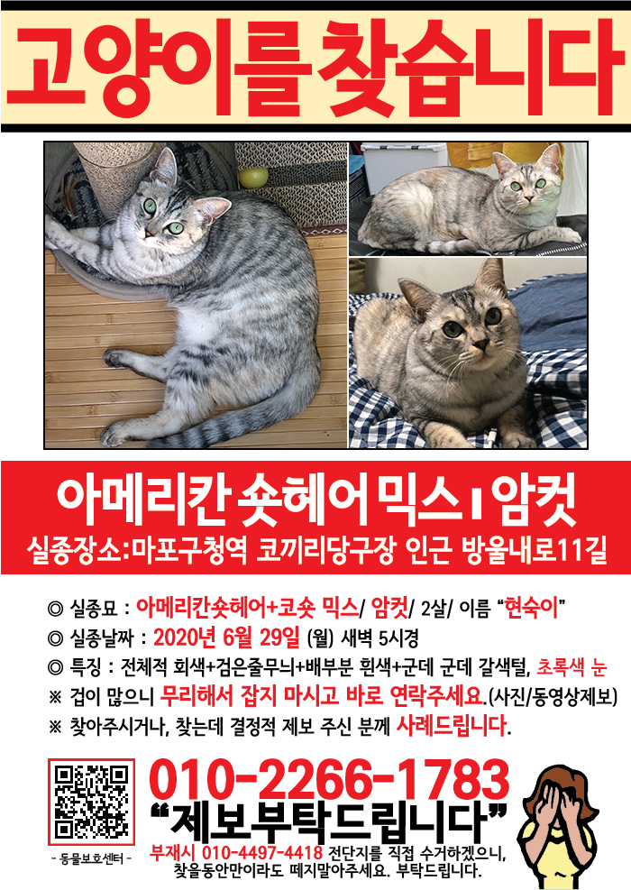 강아지 고양이 전단지