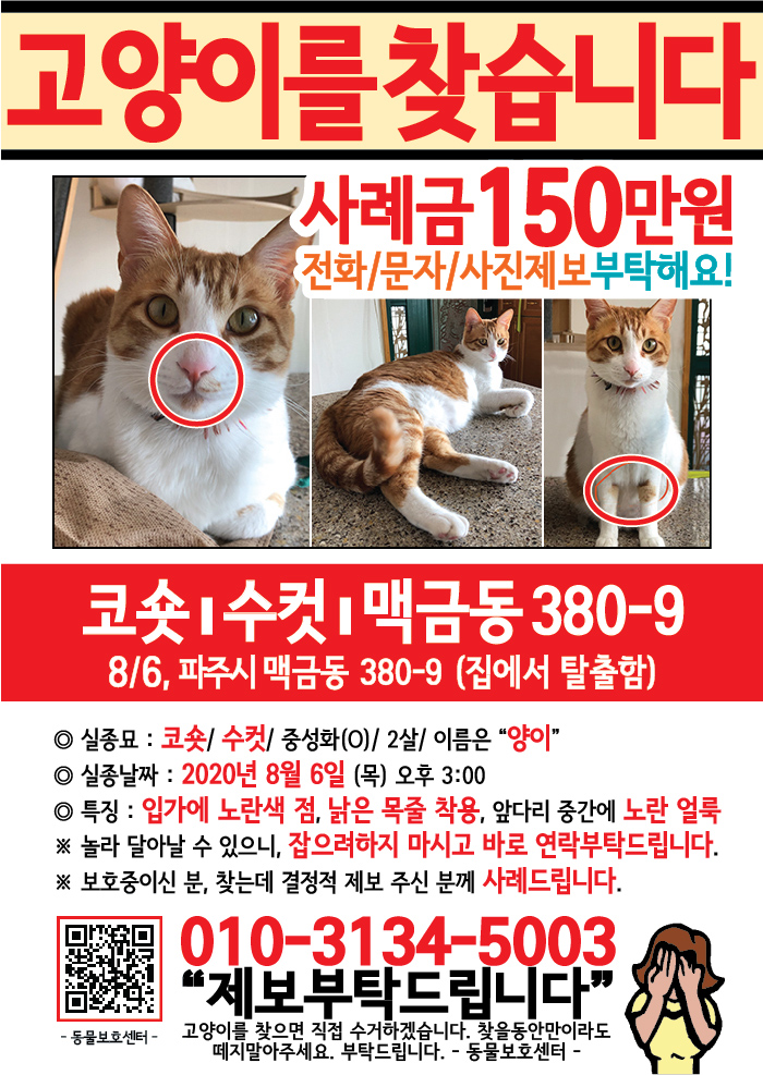 강아지 고양이 전단지