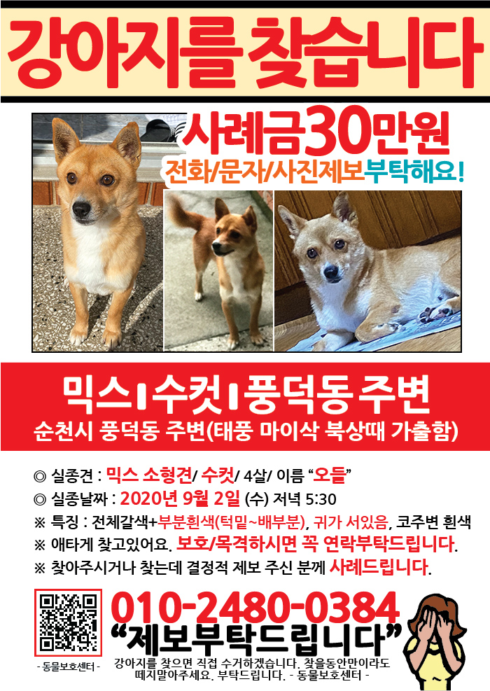 강아지 고양이 전단지