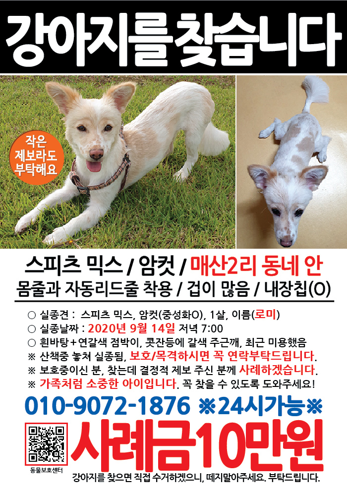 강아지 고양이 전단지