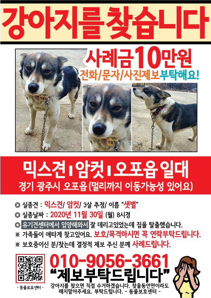 강아지 고양이 전단지