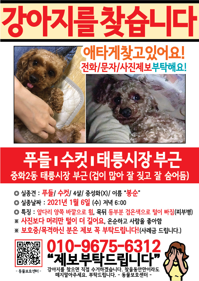 강아지 고양이 전단지