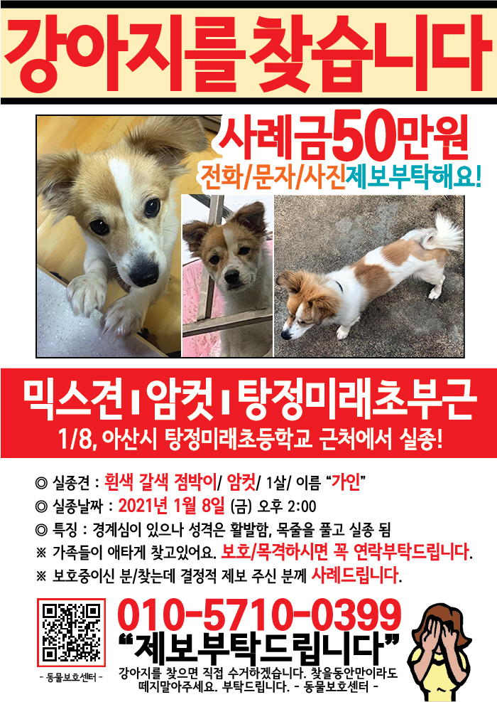 강아지 고양이 전단지