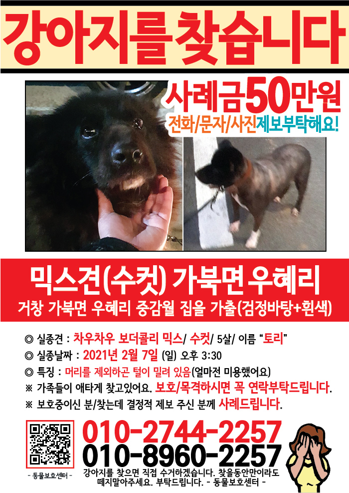 강아지 고양이 전단지