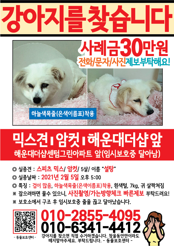 강아지 고양이 전단지