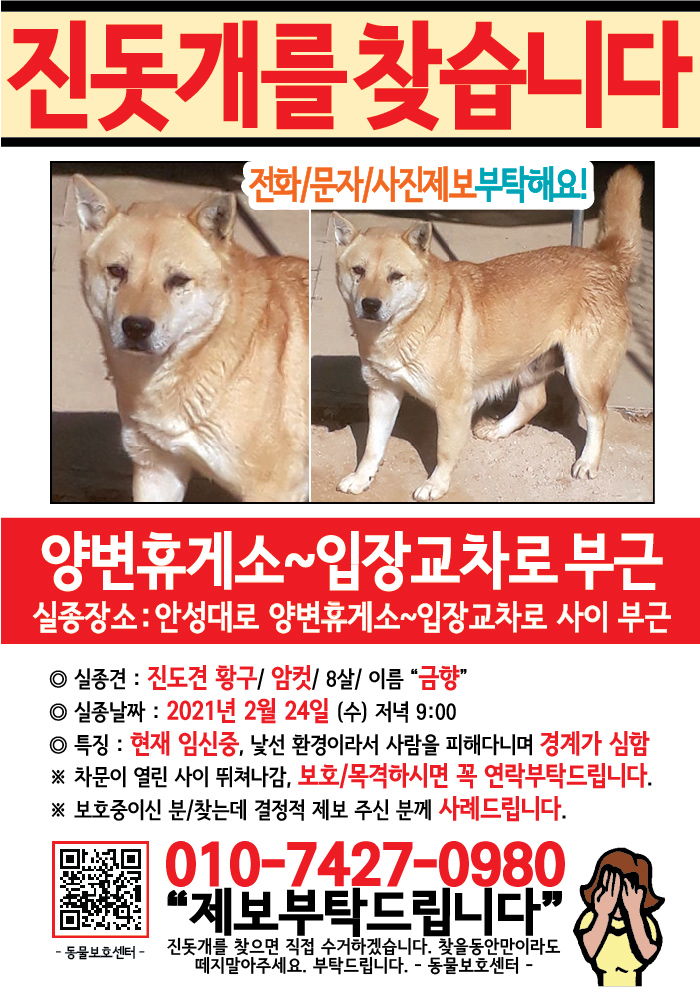 강아지 고양이 전단지