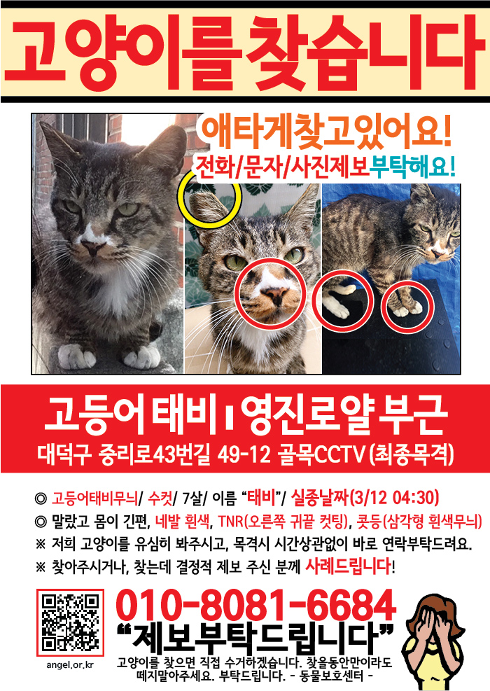 강아지 고양이 전단지