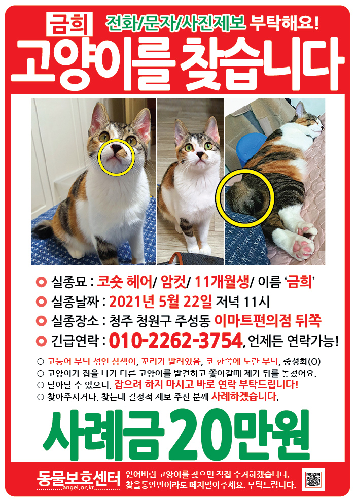 강아지 고양이 전단지