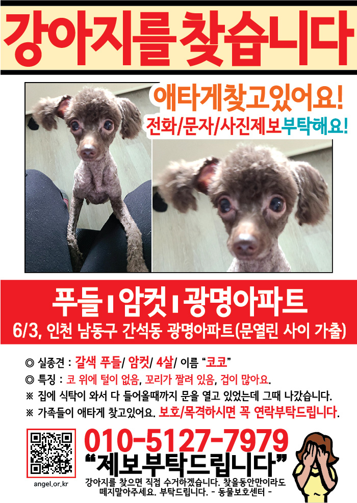 강아지 고양이 전단지