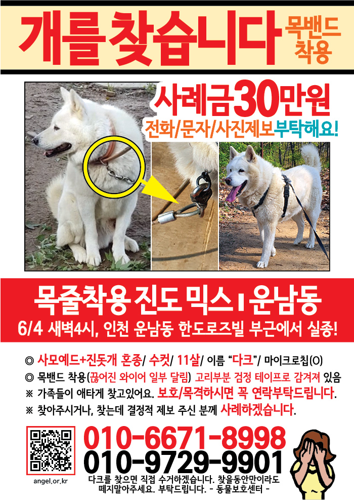 강아지 고양이 전단지