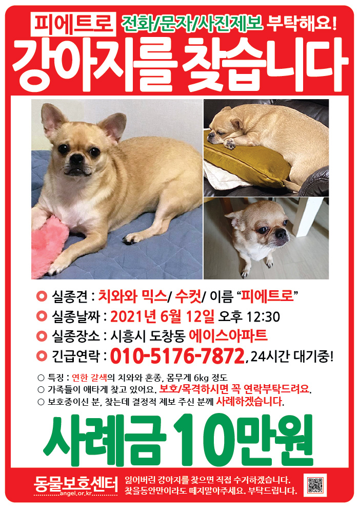 강아지 고양이 전단지