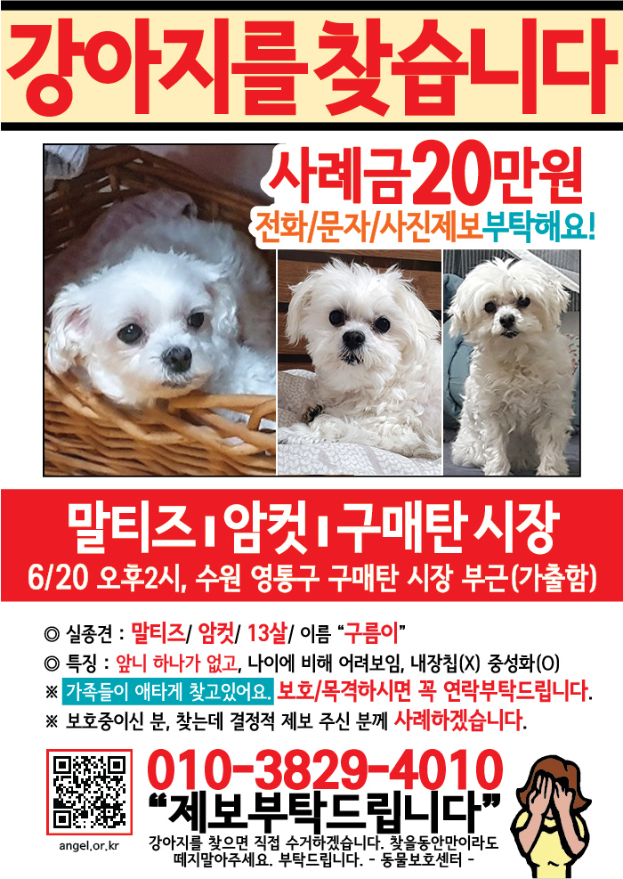 강아지 고양이 전단지