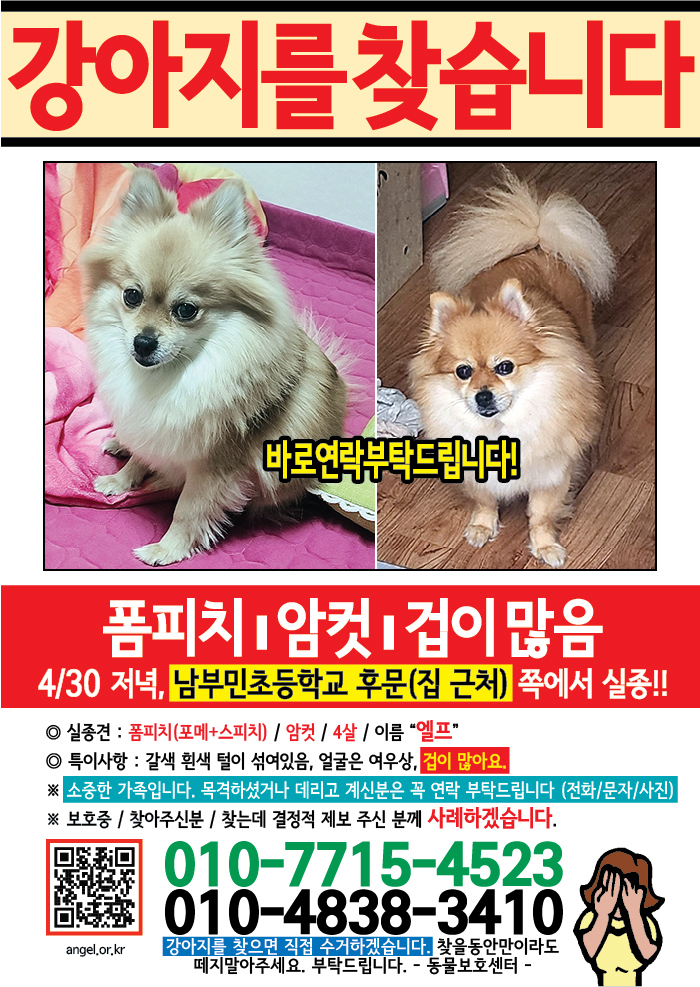 강아지 고양이 전단지