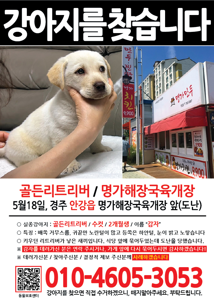 강아지 고양이 전단지