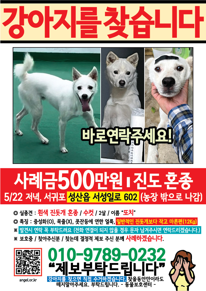 강아지 고양이 전단지