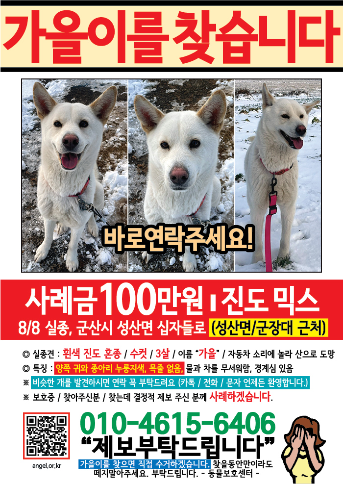 강아지 고양이 전단지