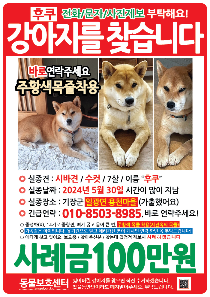 강아지 고양이 전단지