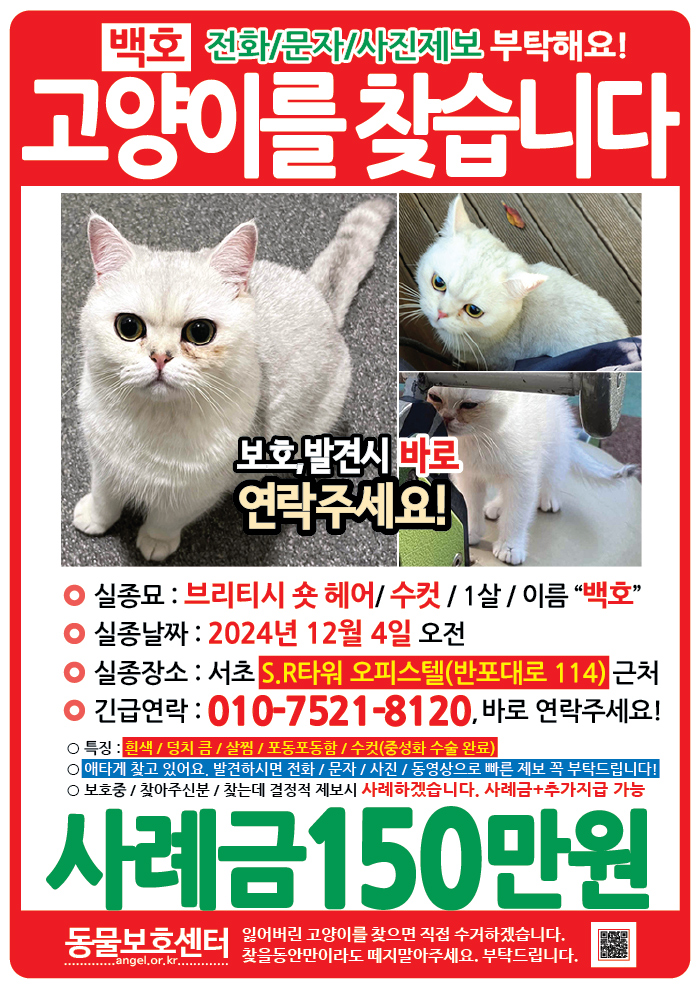 강아지 고양이 전단지