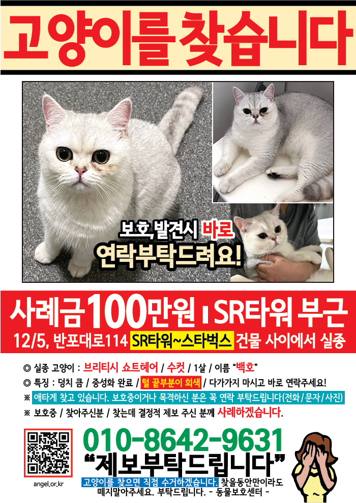 강아지 고양이 전단지